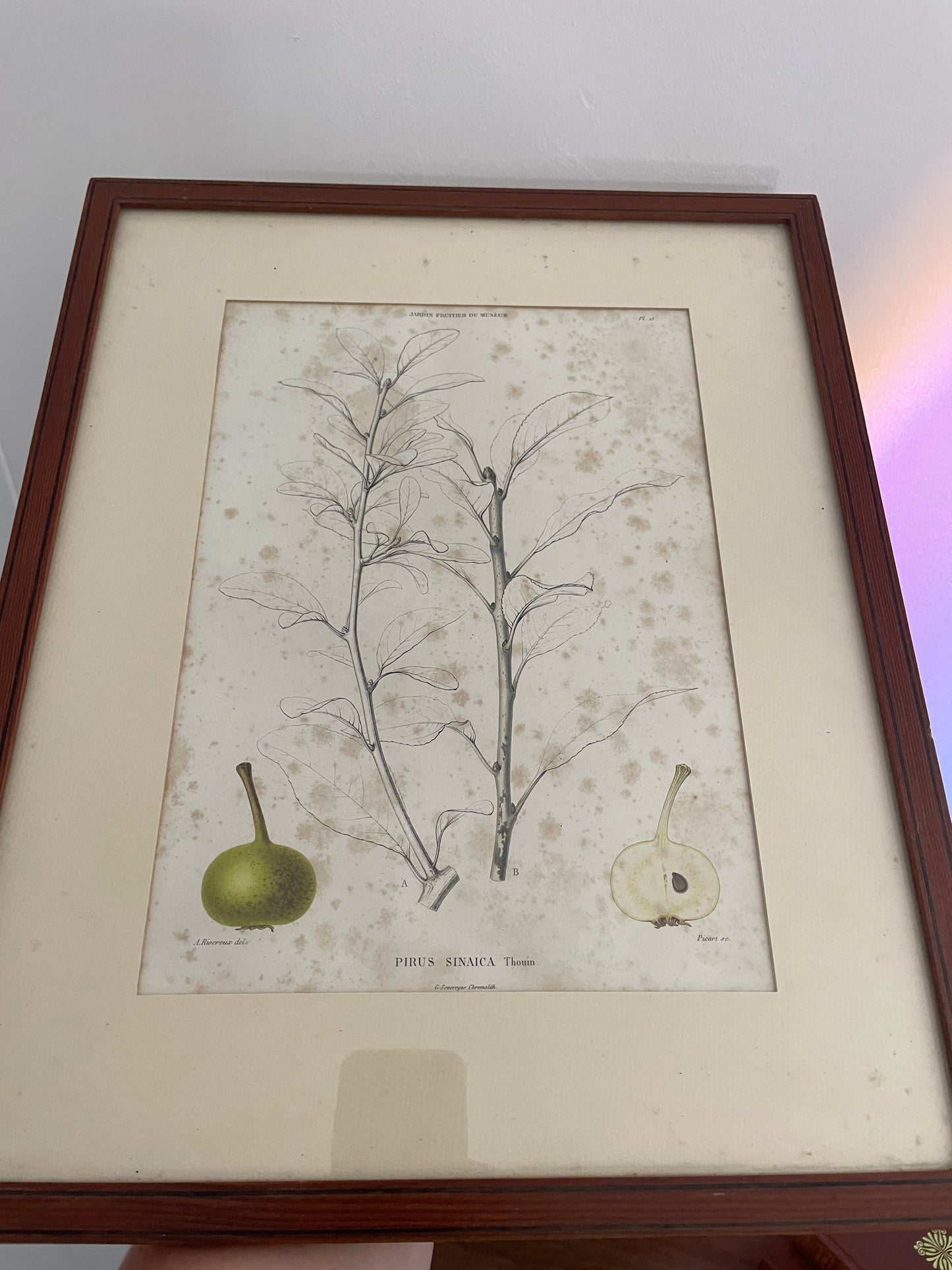 Illustration botanique encadrée vintage