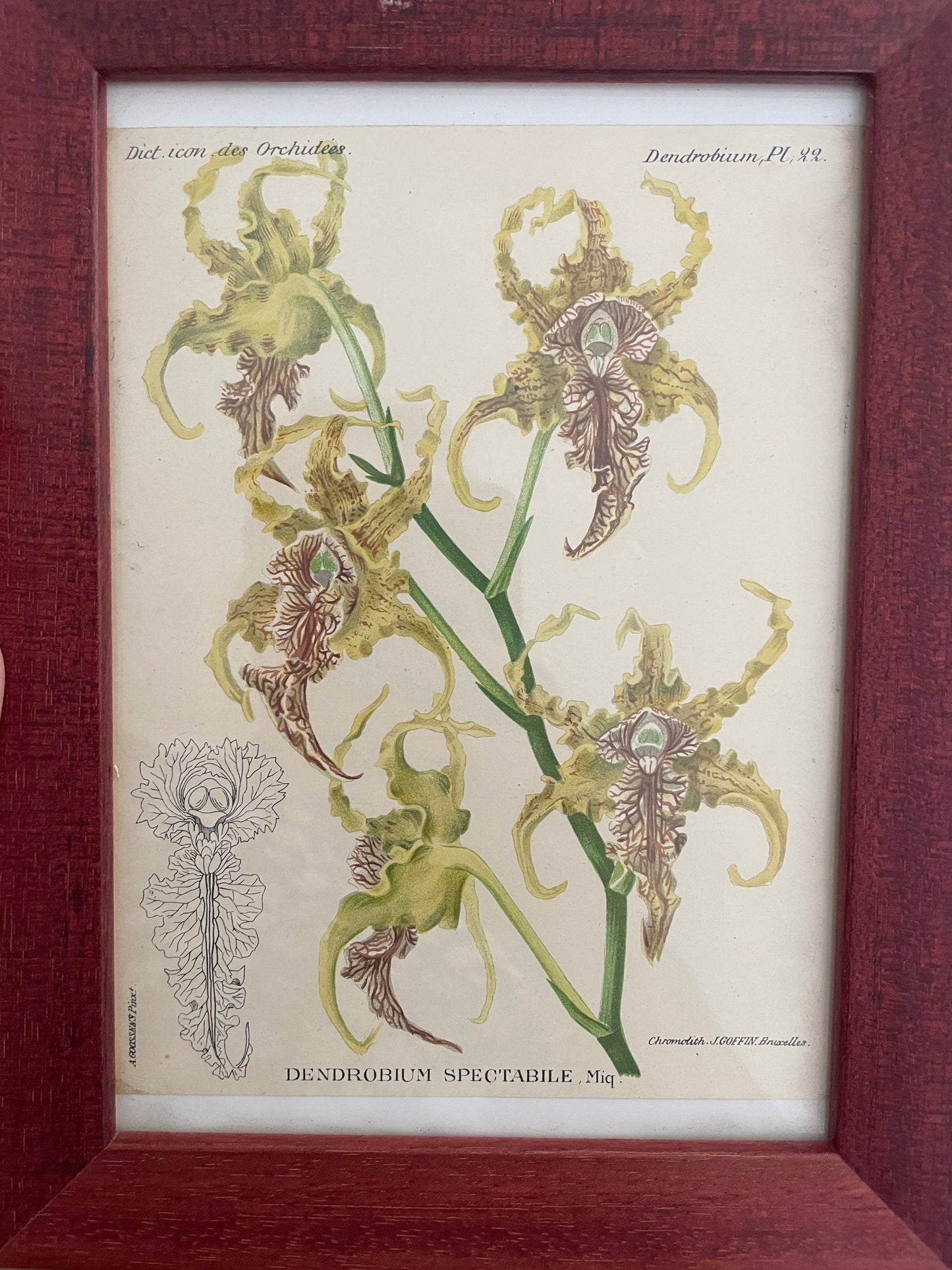 Cadre illustration orchidée vintage