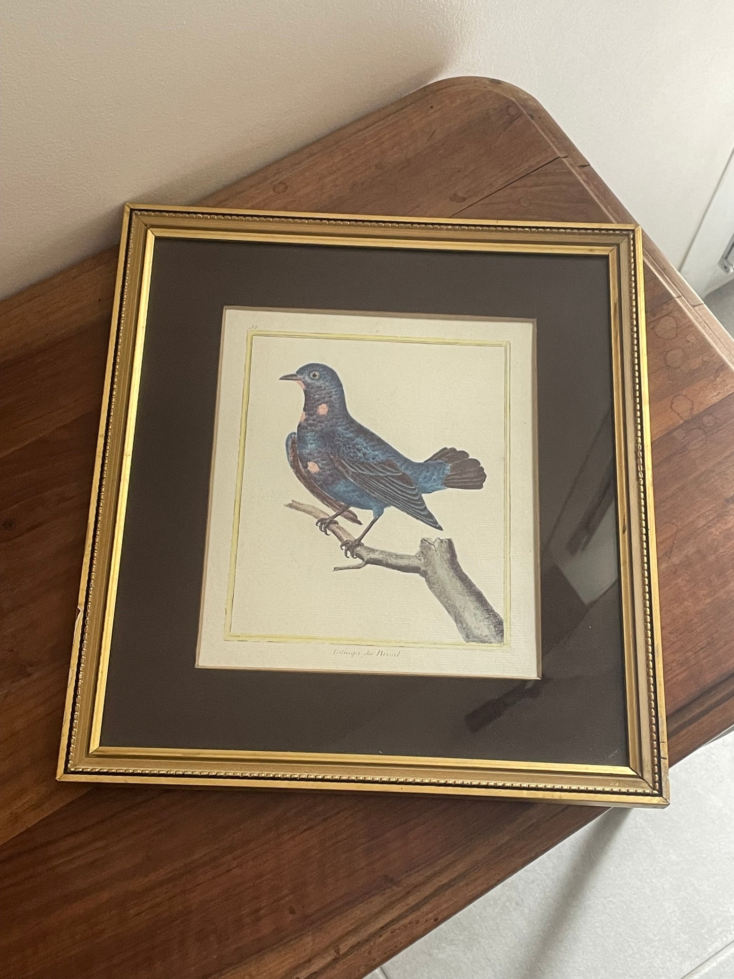 Lithographie oiseau du Brésil