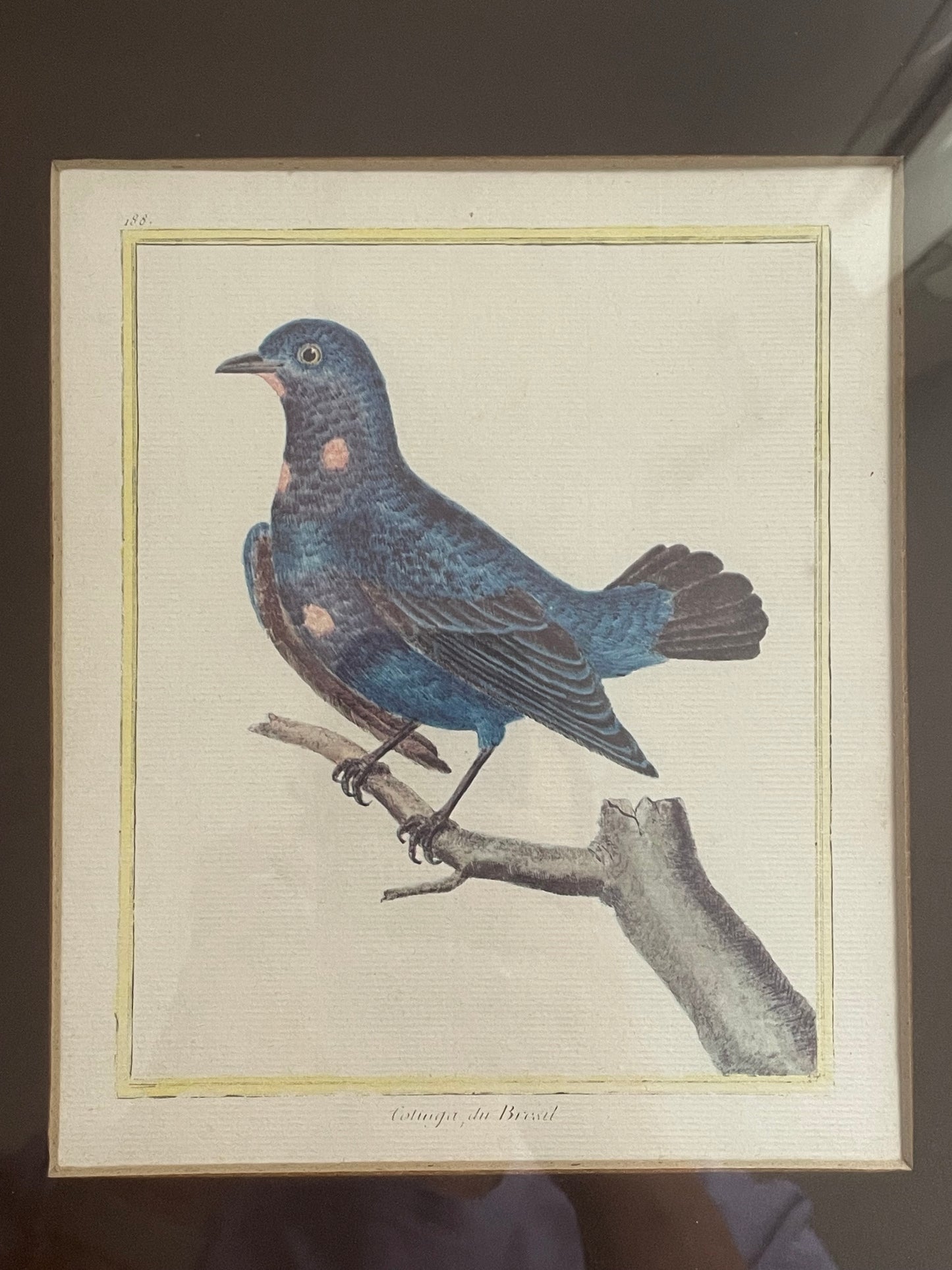 Lithographie oiseau du Brésil