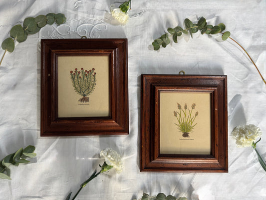 Cadres botaniques vintage