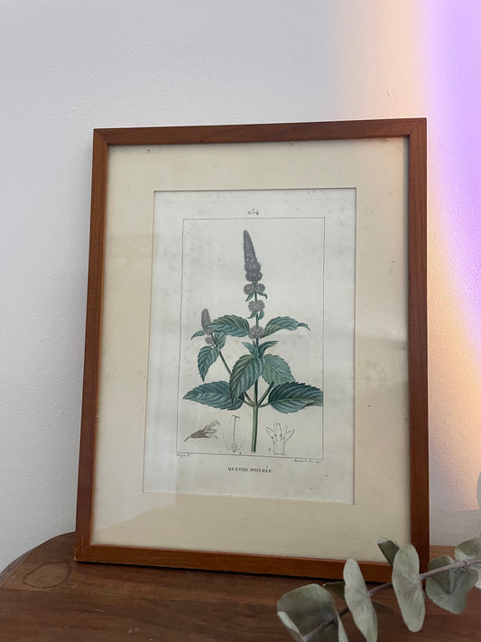 Cadre illustration menthe poivrée vintage